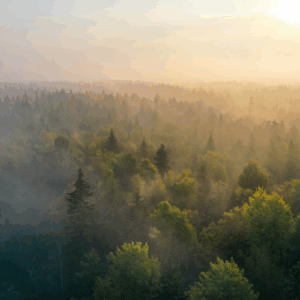 Foggy forest landscape with sunrise glow.