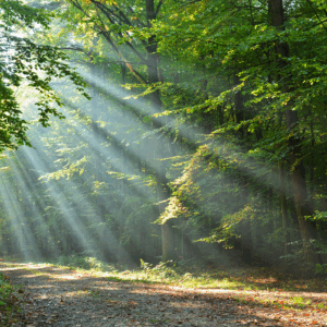 Sunlight filtering through trees in forest.