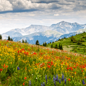 Mountain landscape with colorful wildflower meadow.