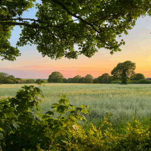 Sunset over a lush green field.