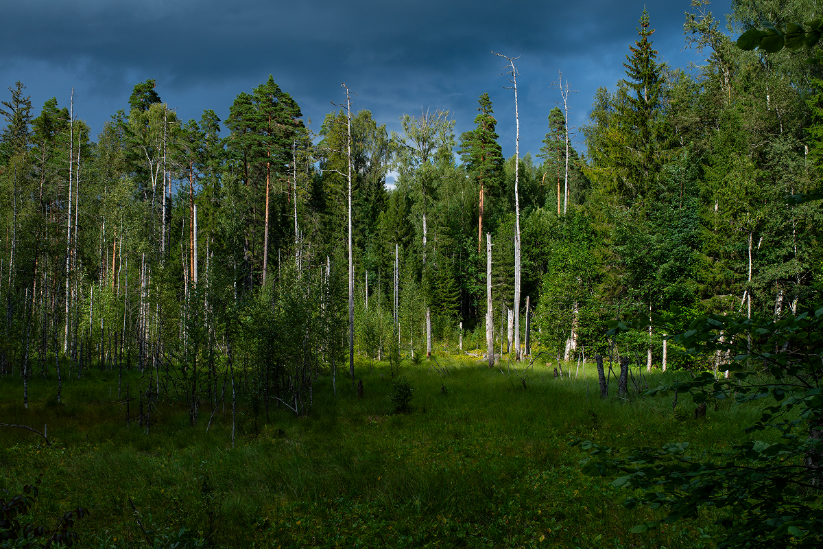 Sunlit forest clearing under dark cloudy sky.