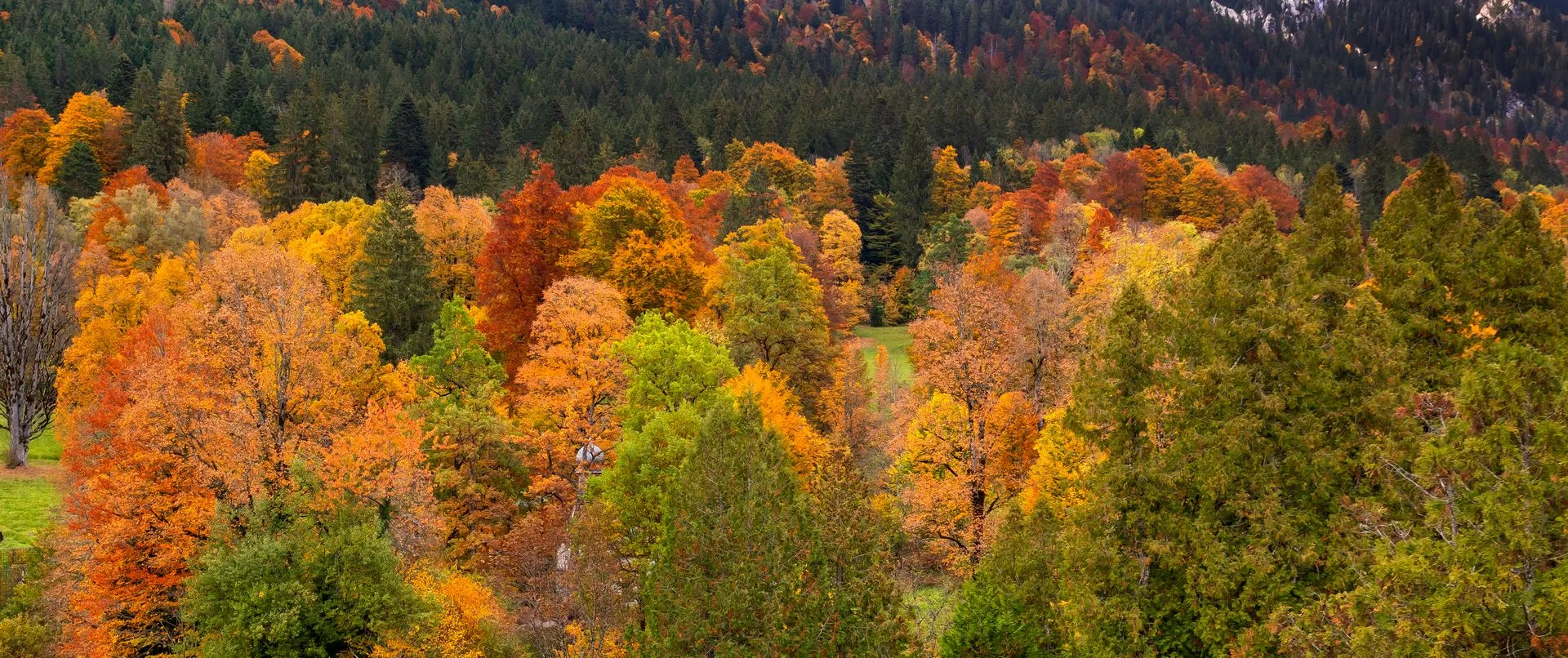 50968562_autumn-mixed-forest-view-from-park-of-linderhof-palace-1920w.jpg