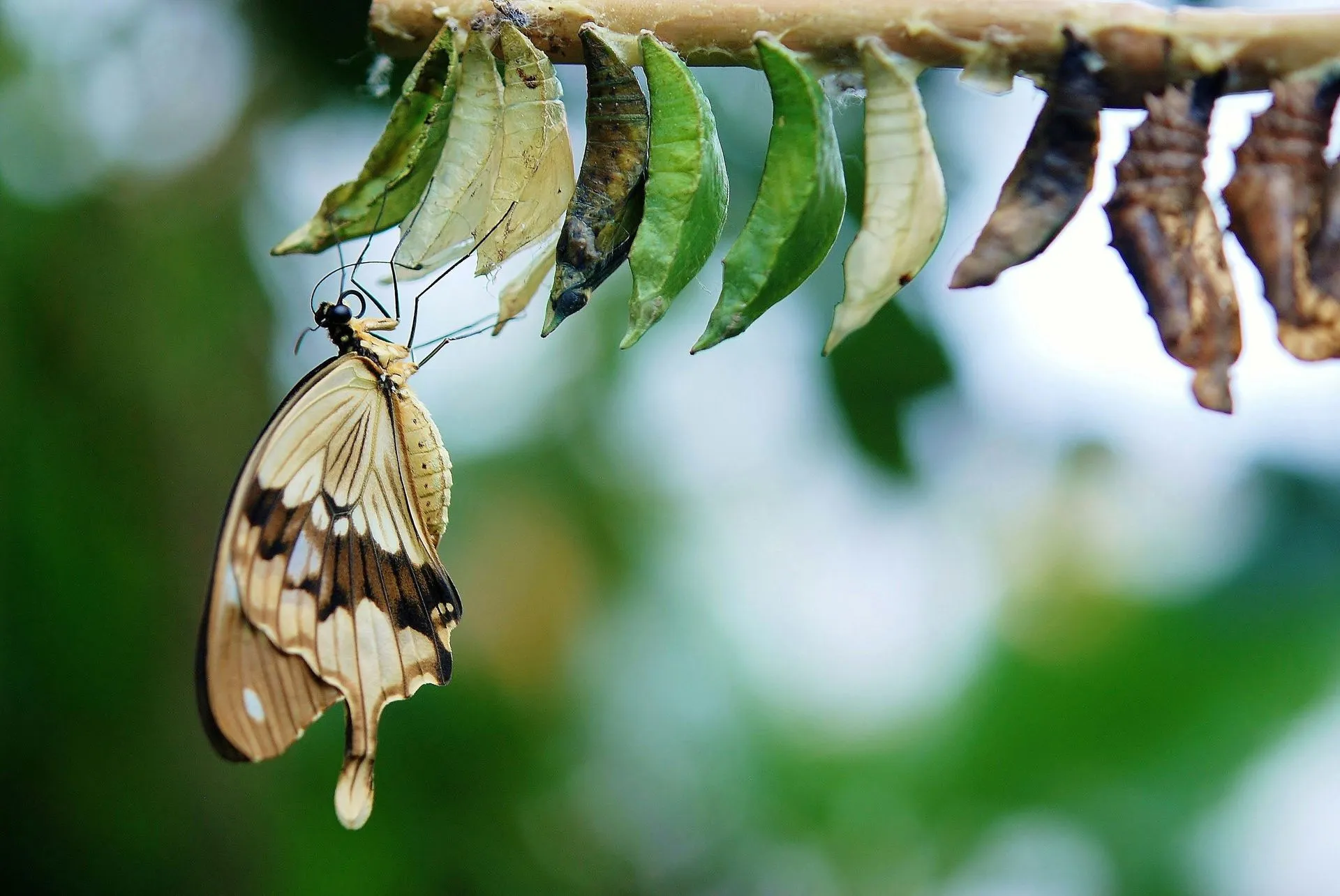 brown-white-butterfly-butterflies-colorful-63643-1920w.jpeg-2